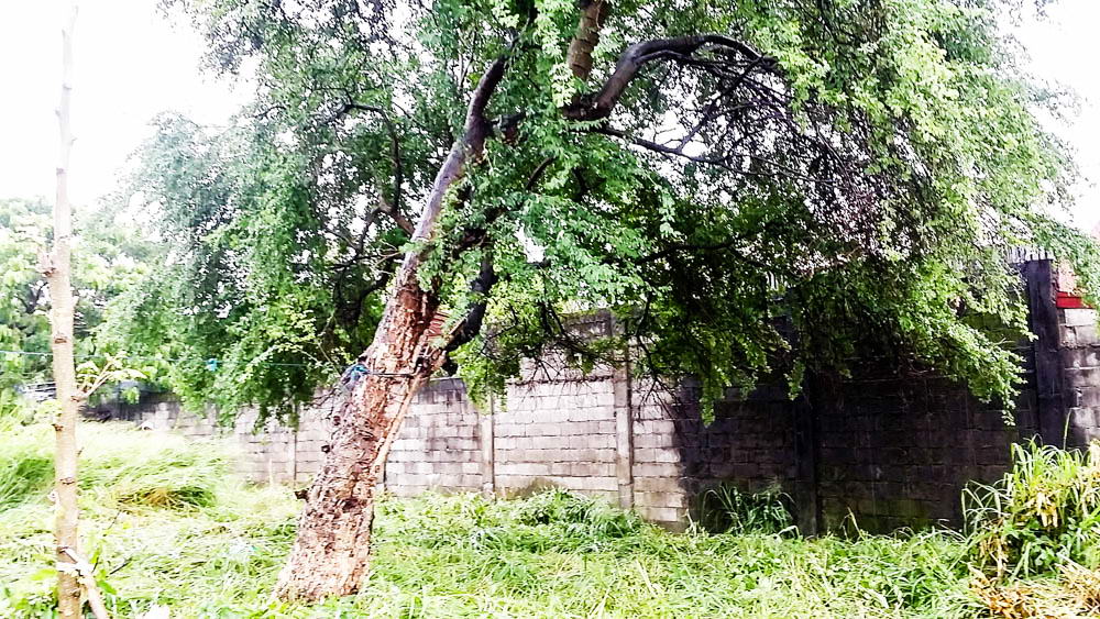 tree_in_myLand_in_philippines