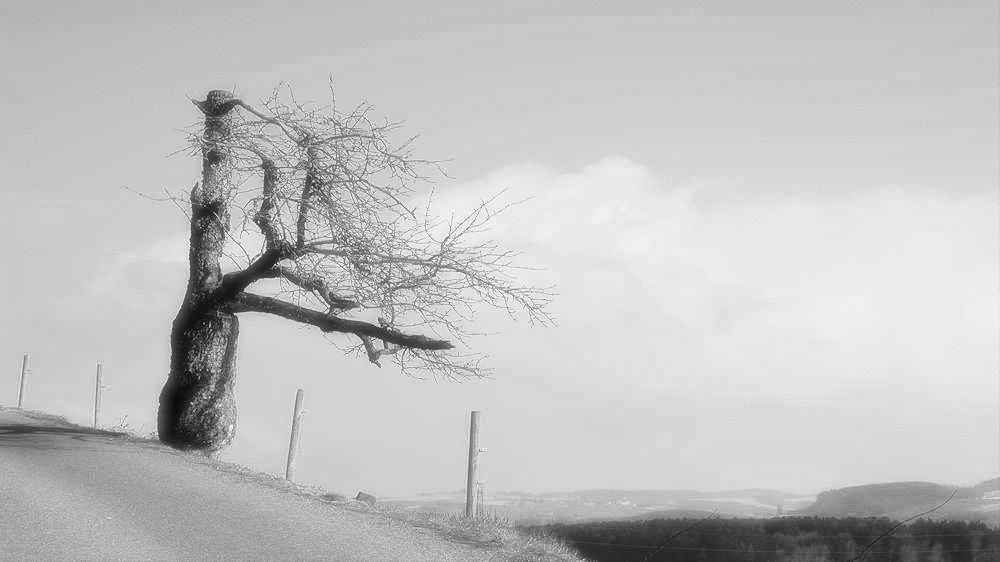 black-and-white-old-tree