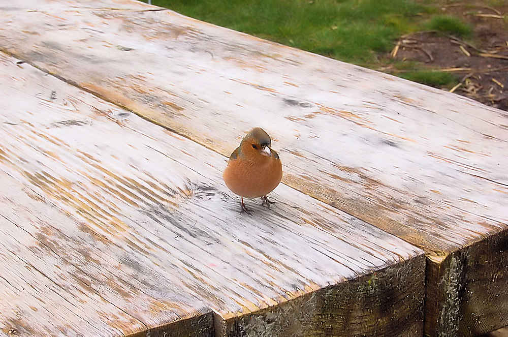 little-bird-on-table