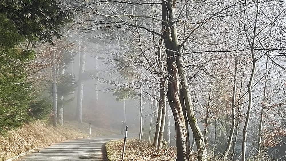 fogy-road