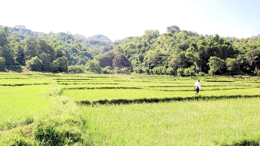 walking-true-ricefields