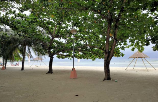 trees-on-the-beach